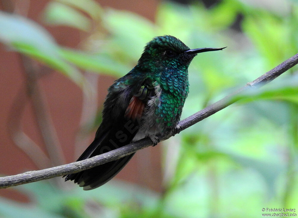 Colibri à épaulettes mâle adulte, identification