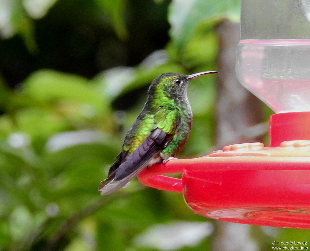 Coppery-headed Emerald male adult, identification