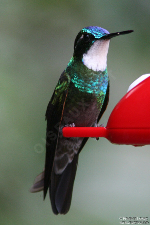 White-throated Mountaingem male adult, identification