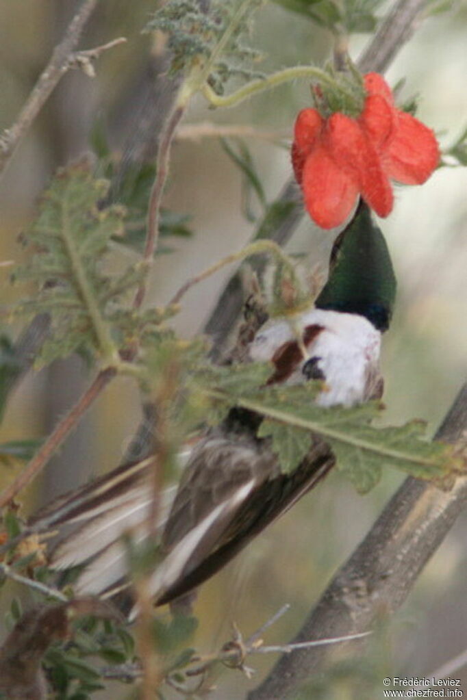 Andean Hillstar male adult