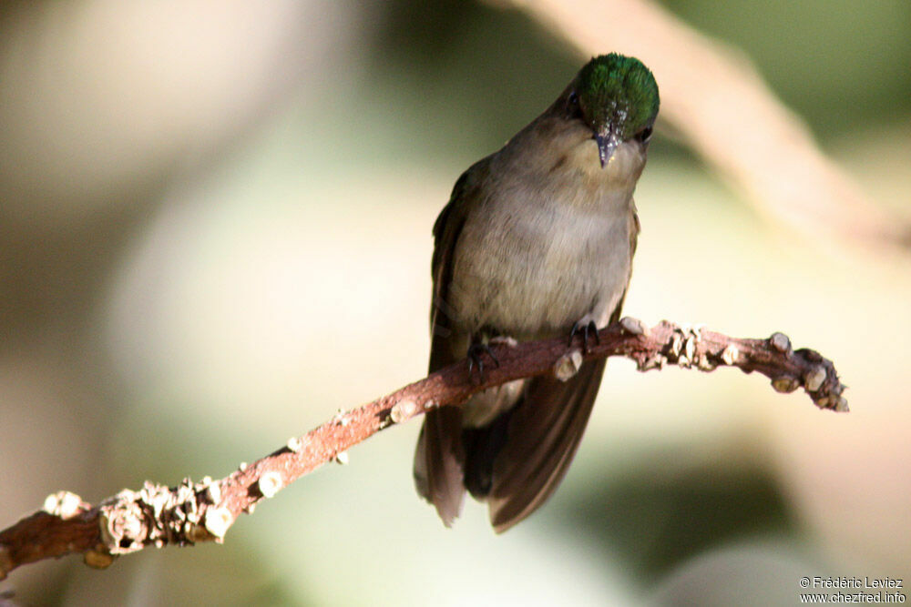 Colibri huppé femelle adulte, identification