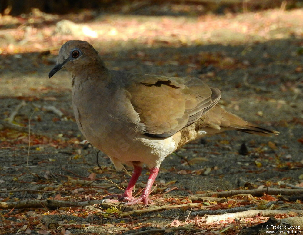 White-tipped Doveadult, identification