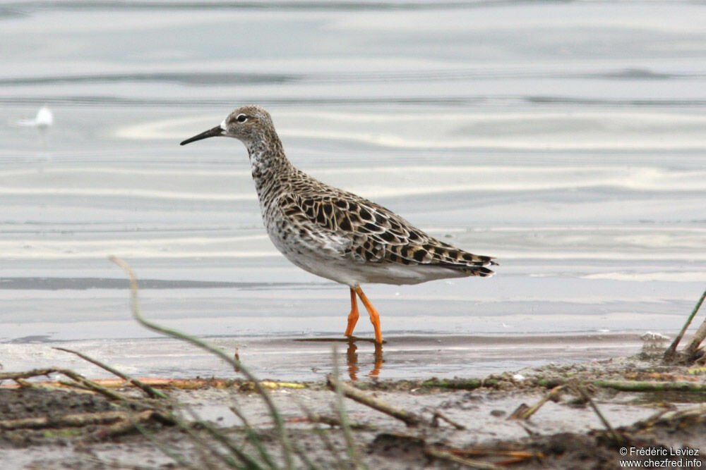 Combattant variéadulte internuptial, identification