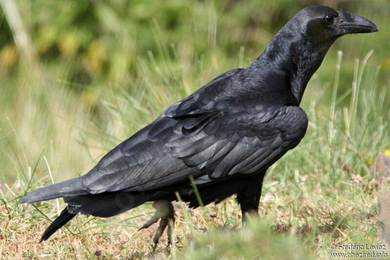 Corbeau à queue courteadulte