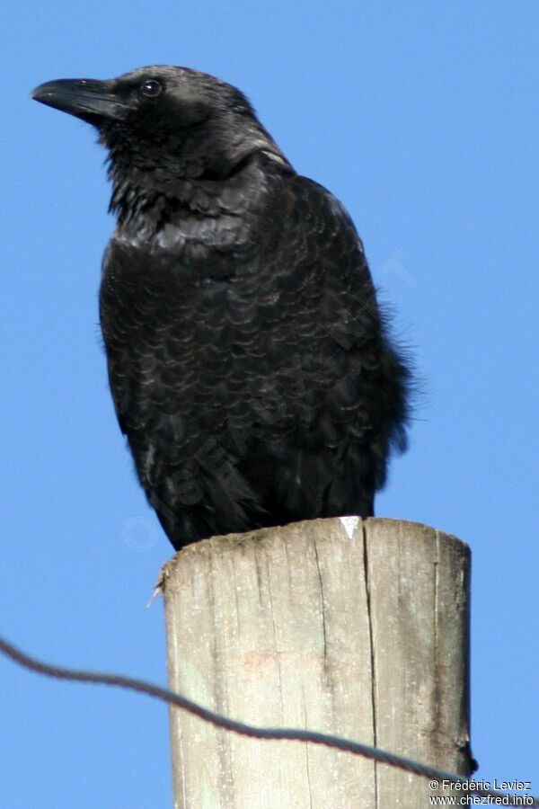 Corbeau d'Édithadulte