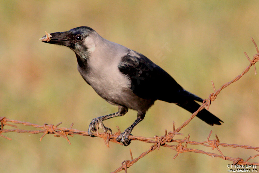 Corbeau familieradulte, identification