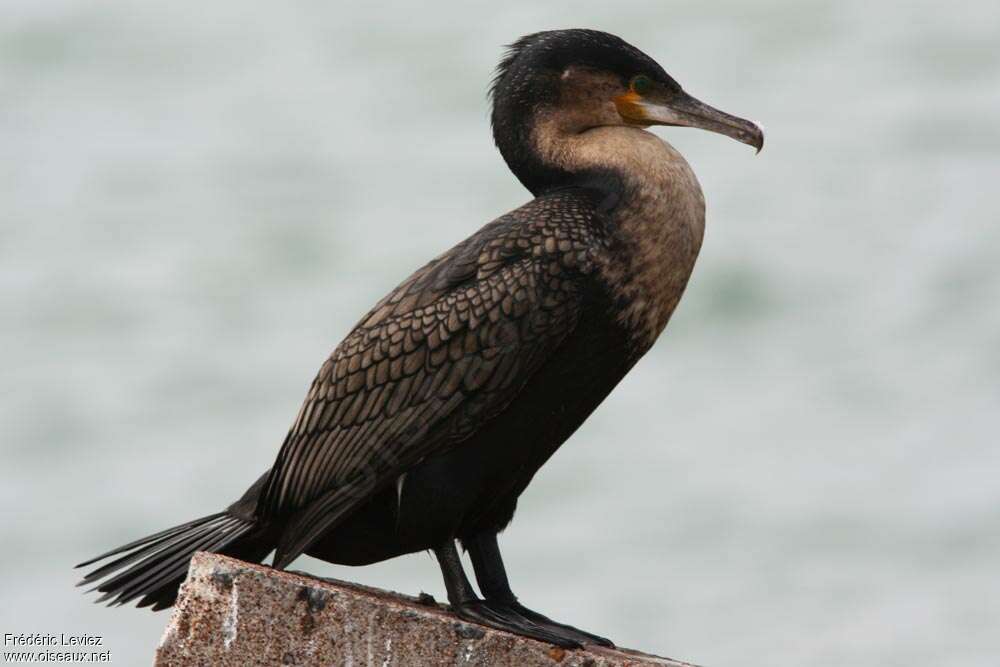 White-breasted Cormorantjuvenile, identification