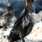 Cormoran aptère