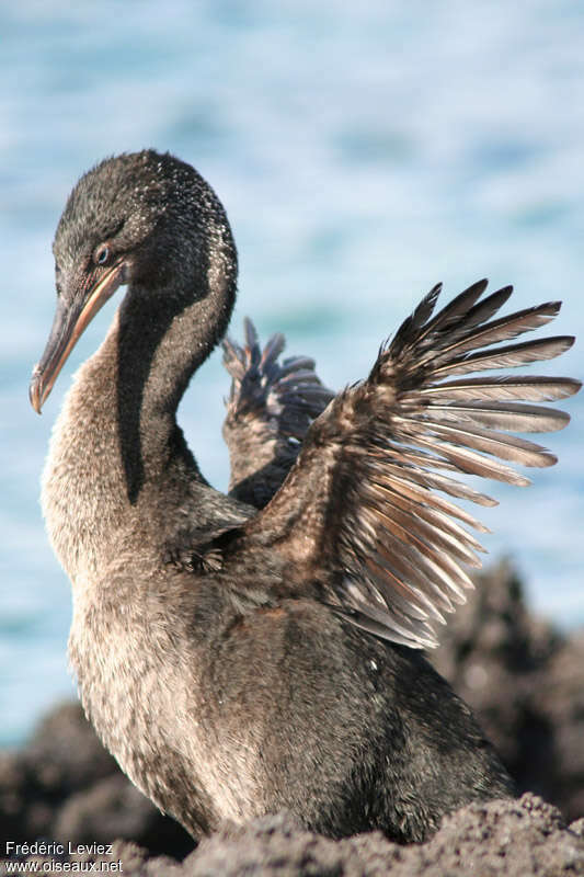 Cormoran aptèreadulte, Comportement