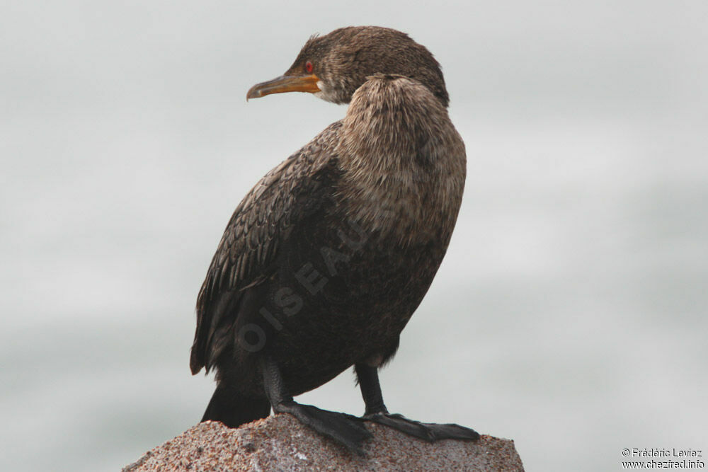 Crowned Cormorantimmature, identification