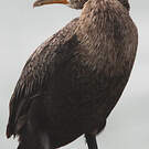 Cormoran couronné