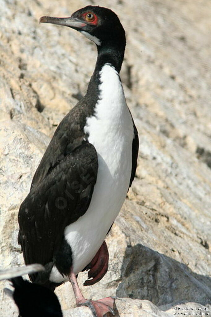 Guanay Cormorantadult