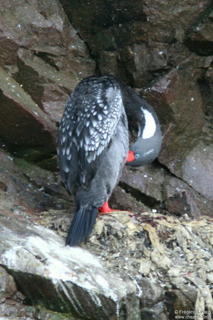 Cormoran de Gaimardadulte