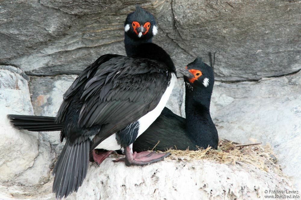 Rock Shag 