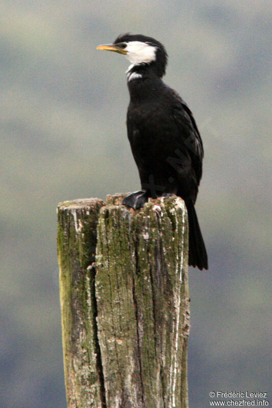 Cormoran pieadulte, identification