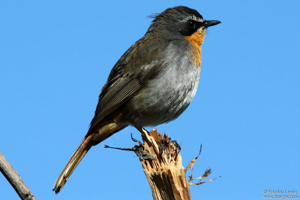 Cape Robin-Chatadult, identification