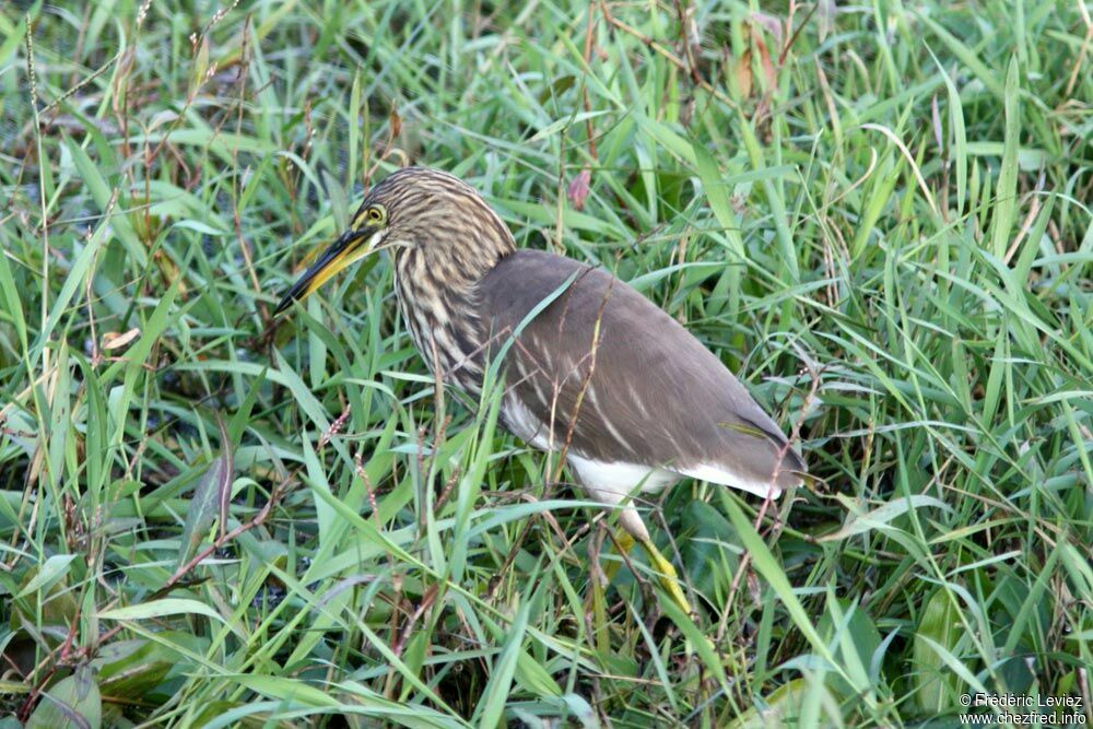 Crabier de Grayadulte internuptial, identification
