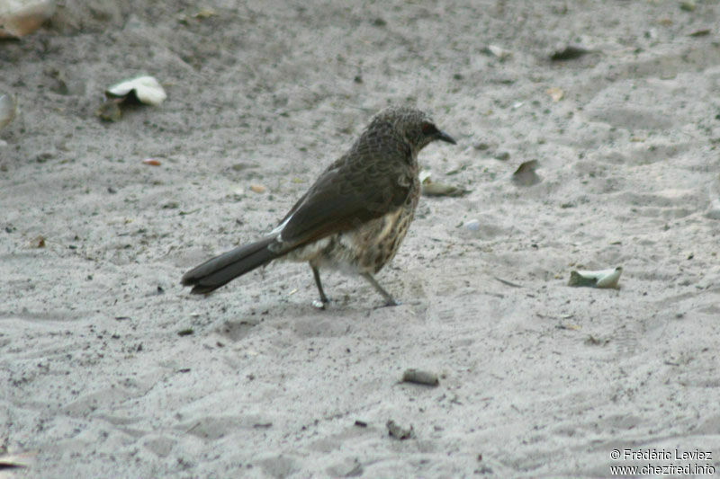 Cratérope de Hartlaubadulte