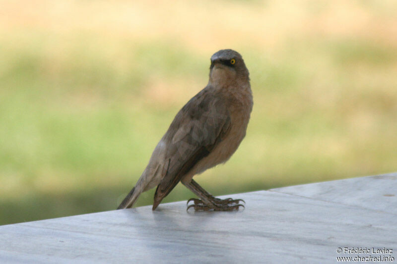 Large Grey Babbleradult