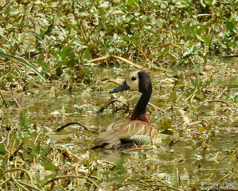 Dendrocygne veufadulte, identification