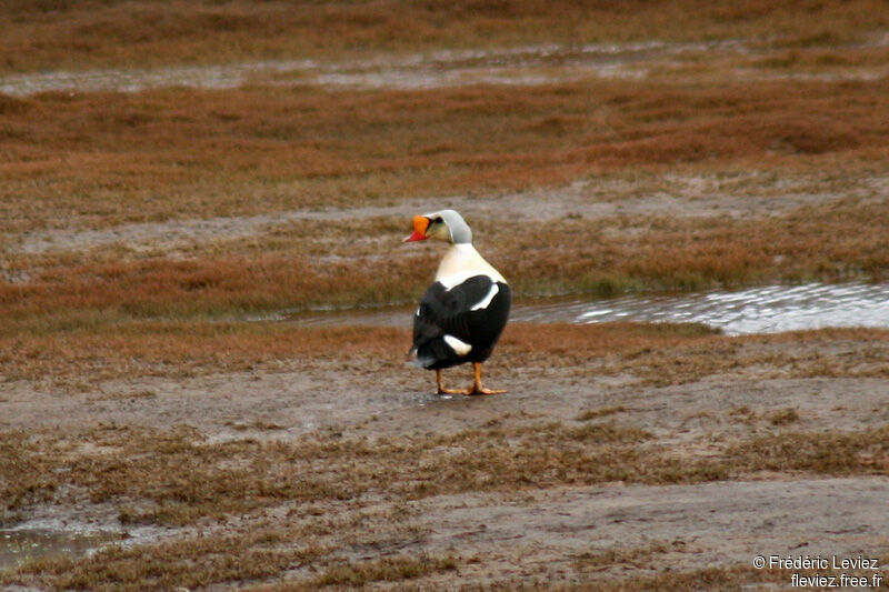 Eider à tête grise mâle adulte nuptial