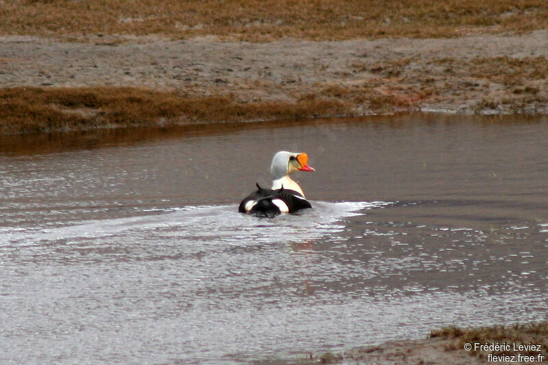 Eider à tête grise mâle adulte nuptial