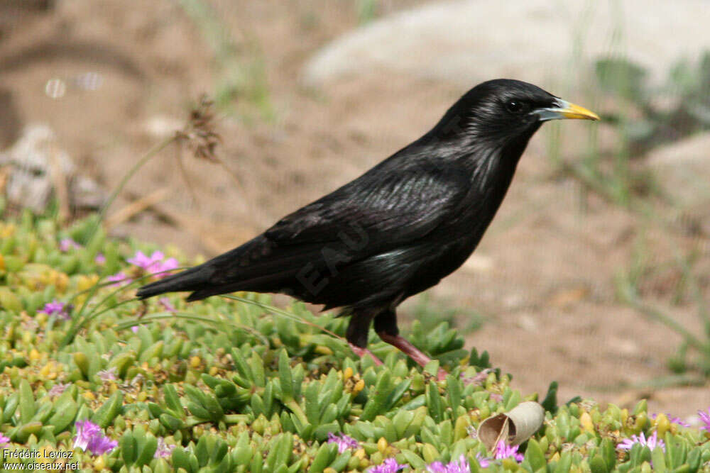 Spotless Starlingadult, identification