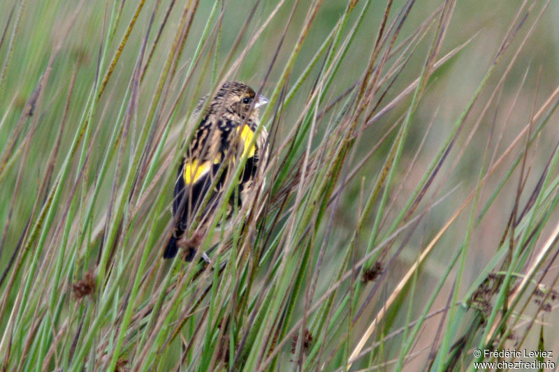 Euplecte à croupion jaune