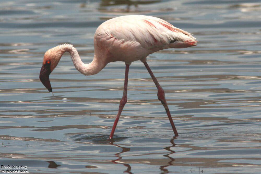 Flamant nainadulte, identification