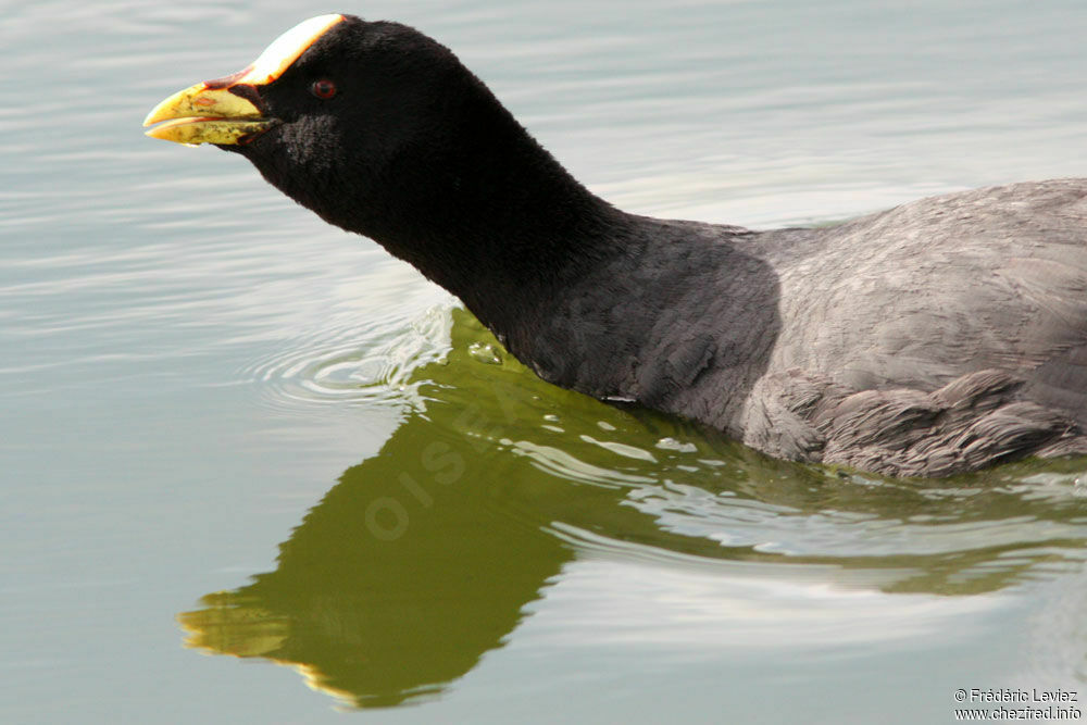 Red-gartered Cootadult