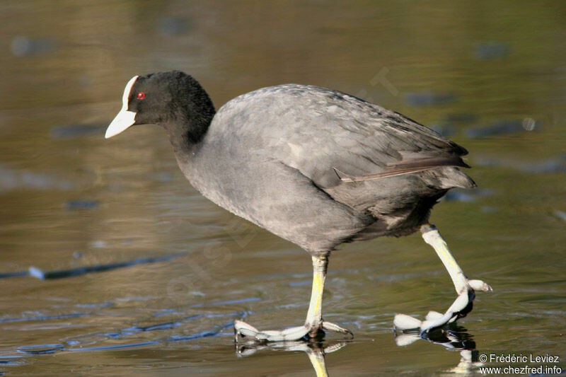 Foulque macrouleadulte