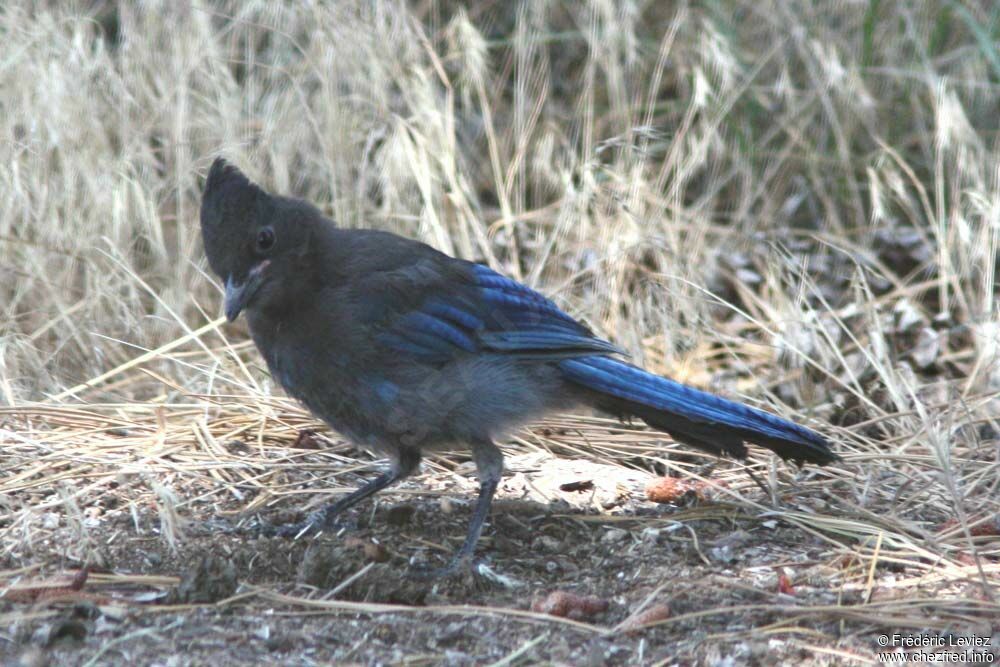 Geai de Steller, identification