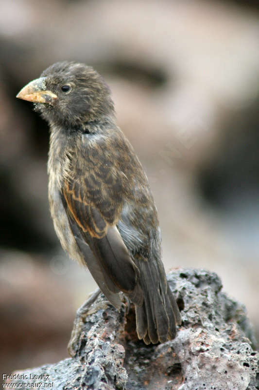 Géospize à bec conique femelle adulte, identification