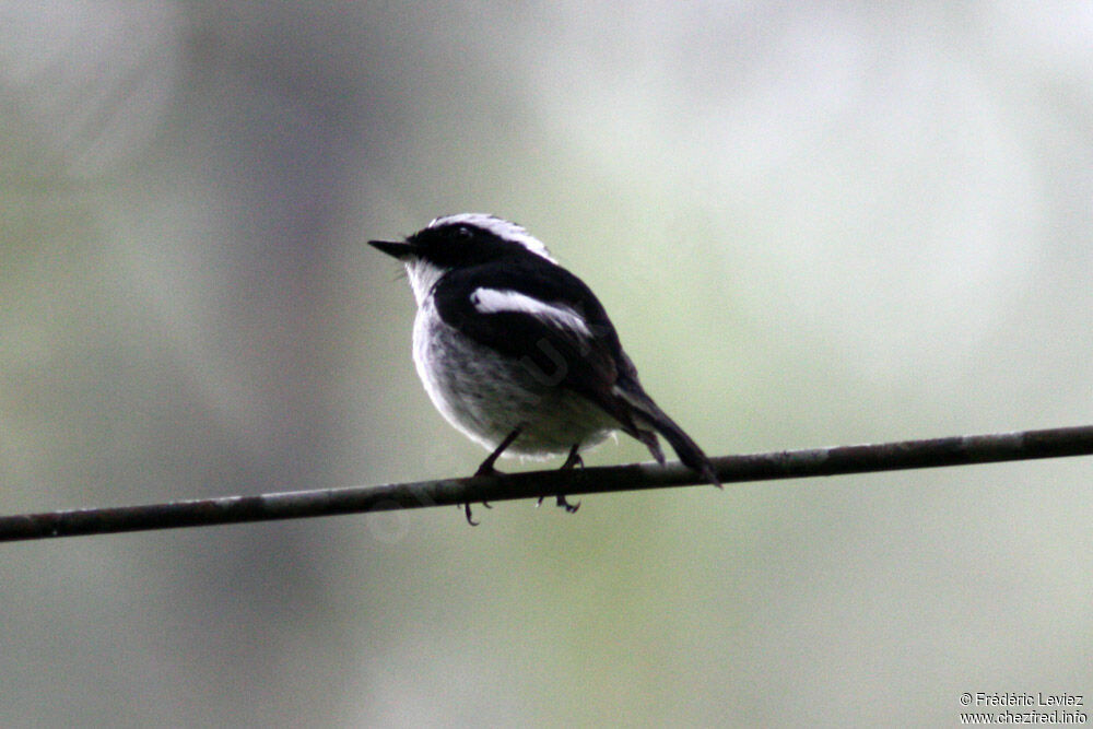 Gobemouche pie mâle adulte, identification