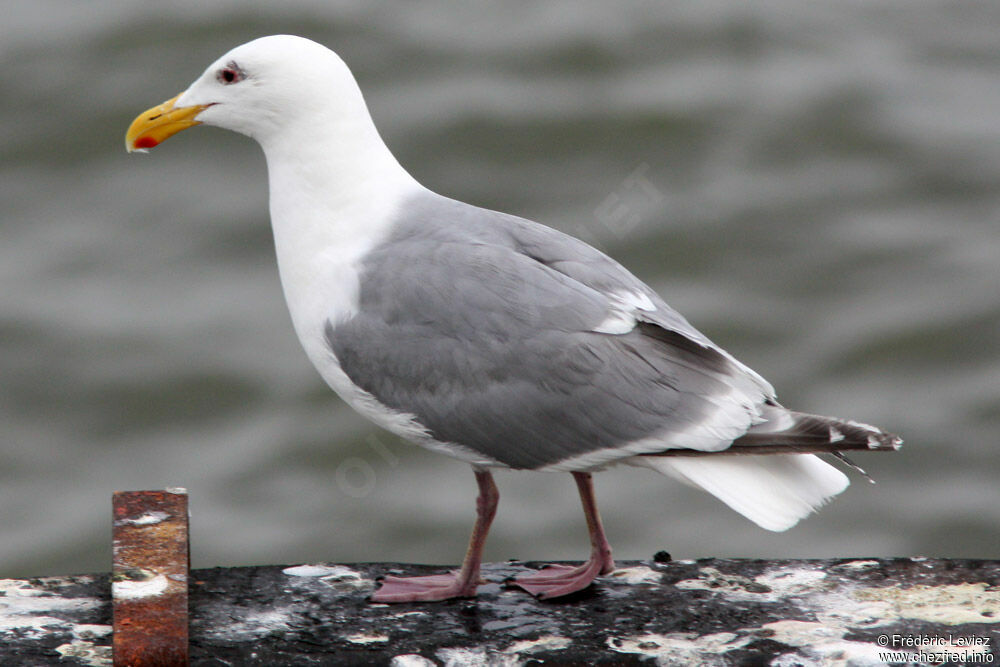 Glaucous-winged Gulladult, identification