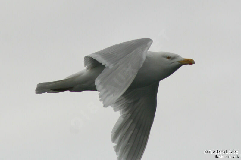 Glaucous Gulladult breeding