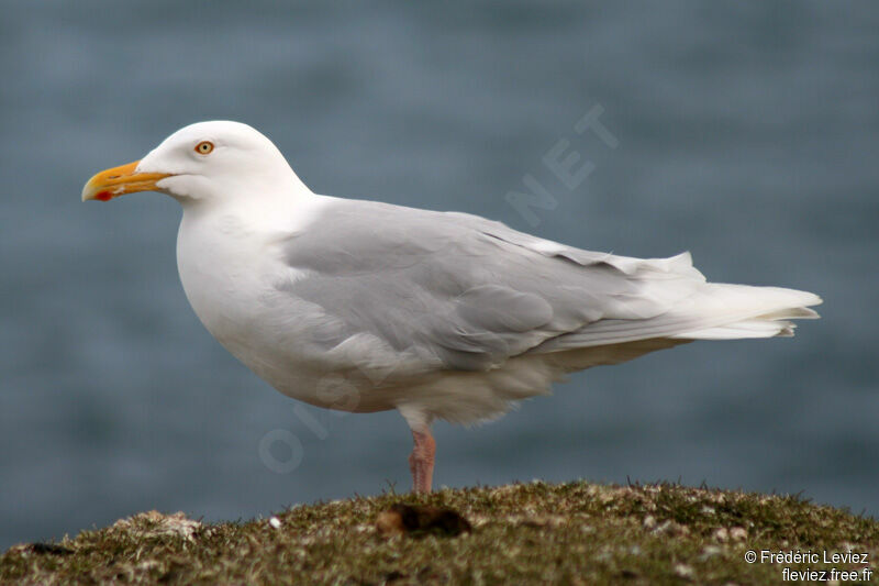 Glaucous Gulladult breeding