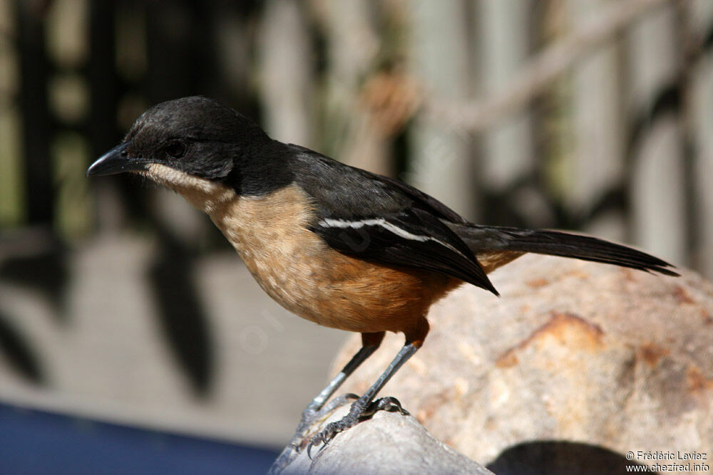 Gonolek boubouadulte, identification