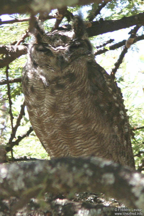 Greyish Eagle-Owladult