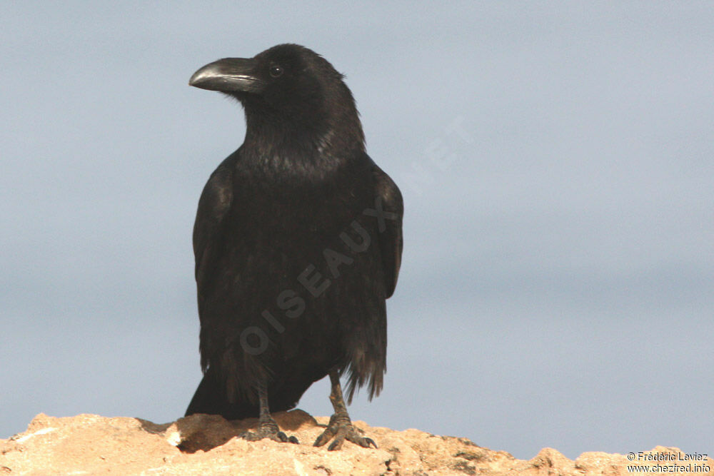 Grand Corbeauadulte, identification