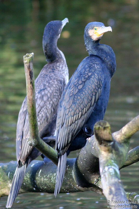 Great Cormorantadult post breeding