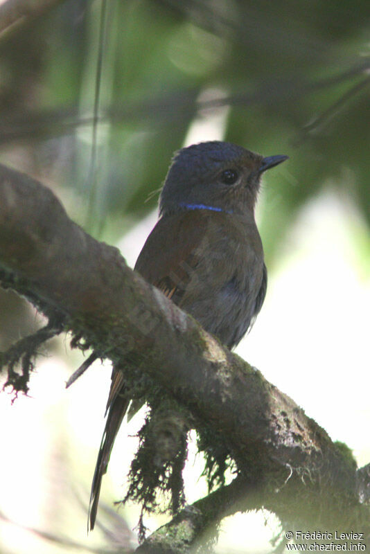Large Niltava female adult, identification