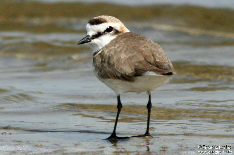 Kentish Plover male adult breeding