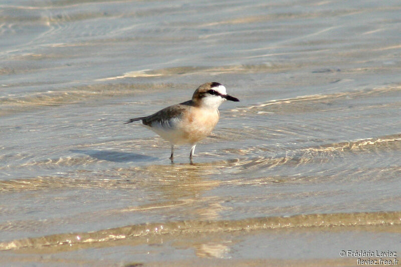 White-fronted Ploveradult breeding