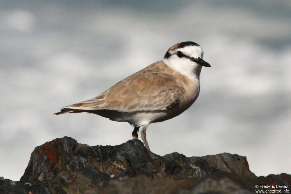 White-fronted Ploveradult breeding, identification