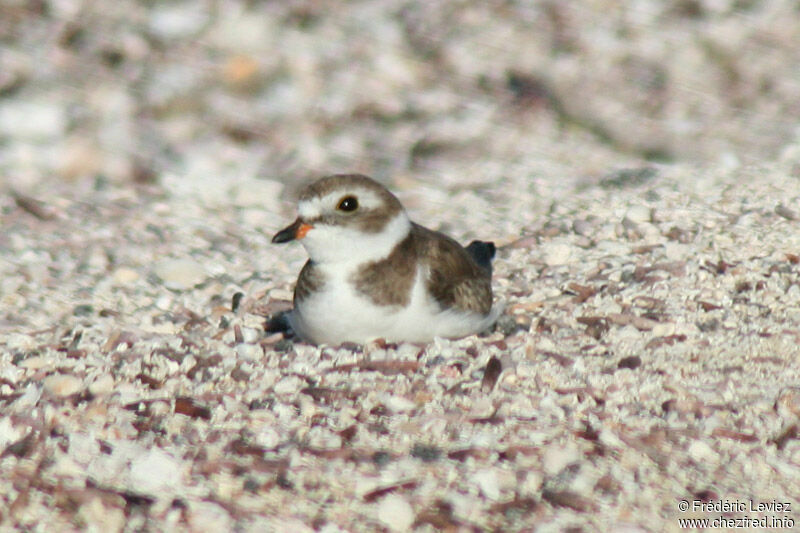 Semipalmated Ploveradult post breeding