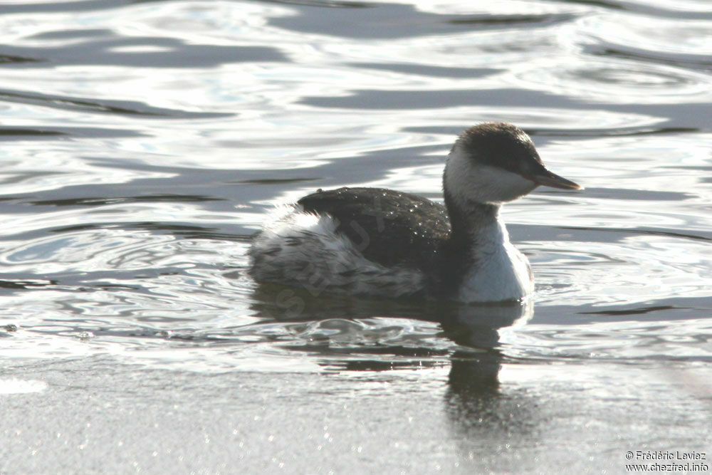 Grèbe esclavonadulte internuptial, identification