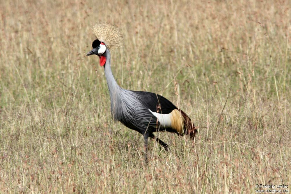 Grue royaleadulte, identification