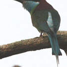 Guêpier à gorge bleue