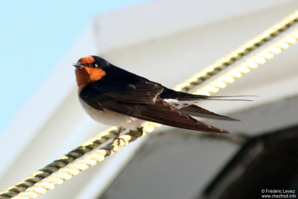 Welcome Swallowadult, identification
